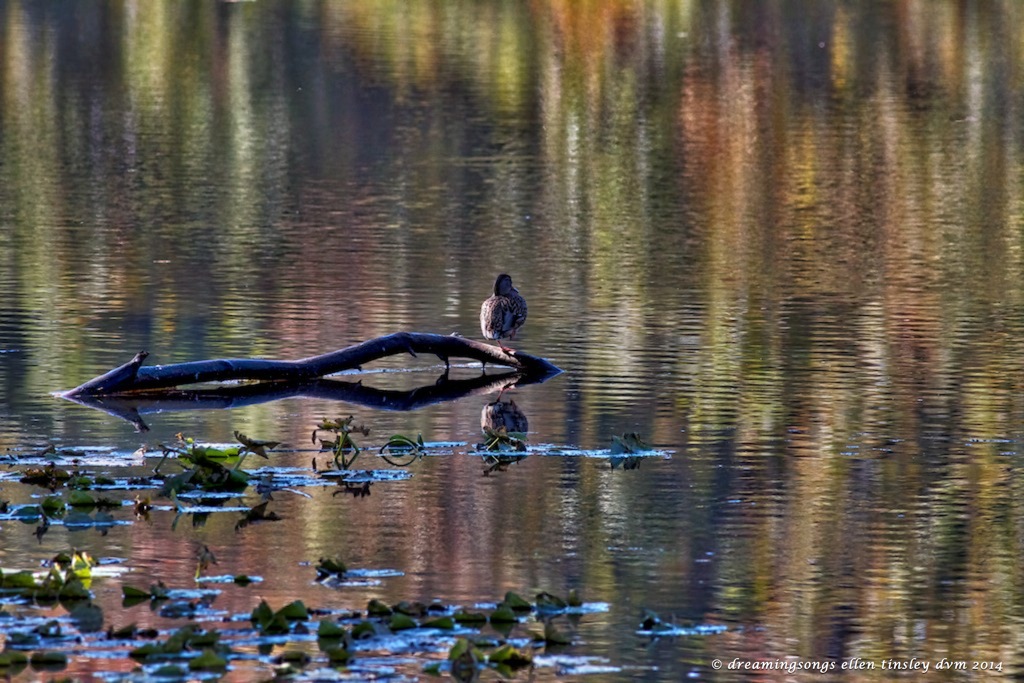 IMG_2473 mallard hen autumn glow 2014