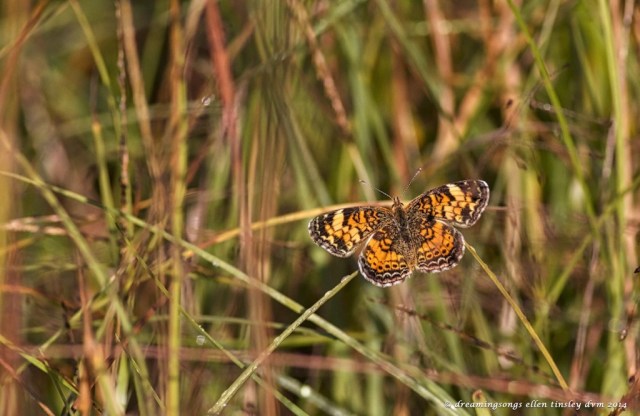IMG_2613 pearl crescent butterfly f 2014