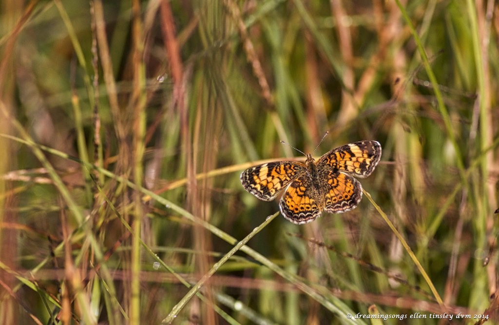 IMG_2613 pearl crescent butterfly f 2014