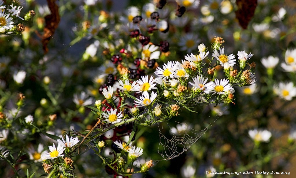 IMG_2616 calico aster and web 2014 (1)