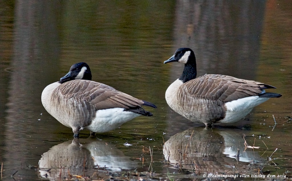 IMG_2651 Canada geese dozing 2014
