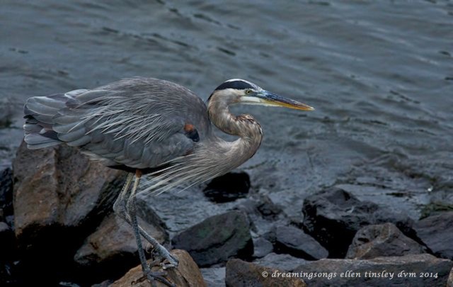 _RK_0486 Ball Foot 7 years 2014