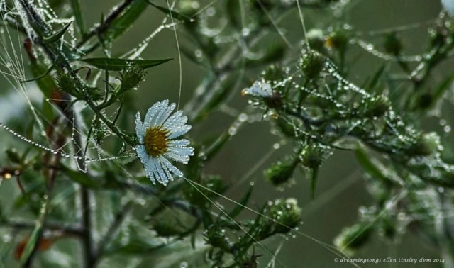 _RK_2351 calico aster dew 2014