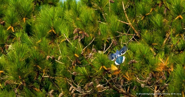 _RK_2543 bluejay brooch 2014