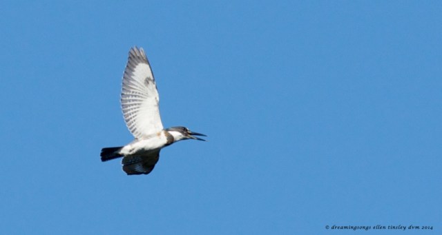 _RK_2900 belted kingfisher flight 2014