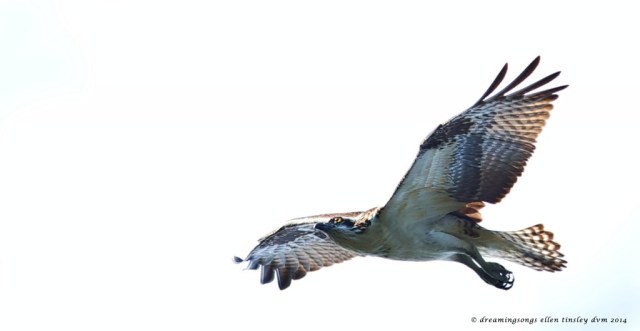 _RK_2995 osprey look up 2014