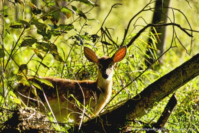 _RK_3080 fawn Yates Mill med 2014