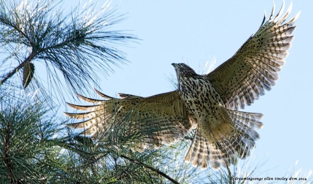 _RK_3126 imm red shoulder hawk 2014