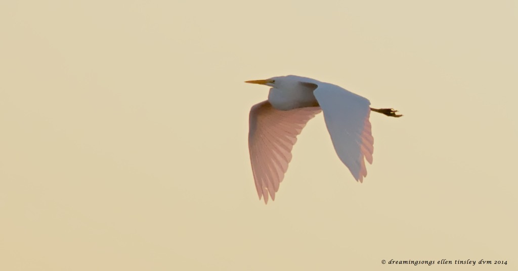 _RK_3190 yellow dawn pink egret2014