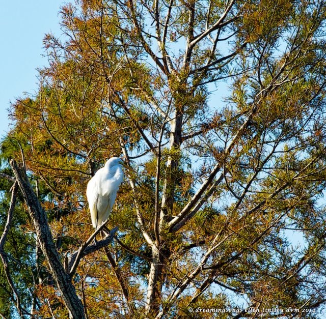 _RK_3239 autumn egret sm 2014