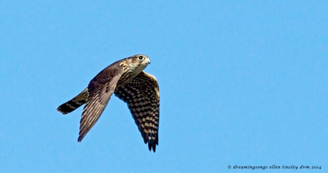 _RK_3257 merlin flight 2014