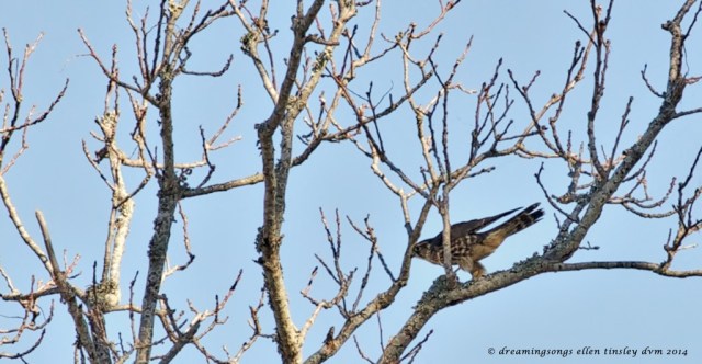 _RK_3295 merlin in tree med2014