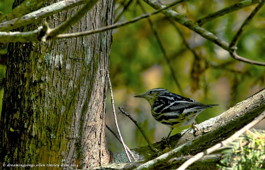 _RK_3310 black and white warbler 2014