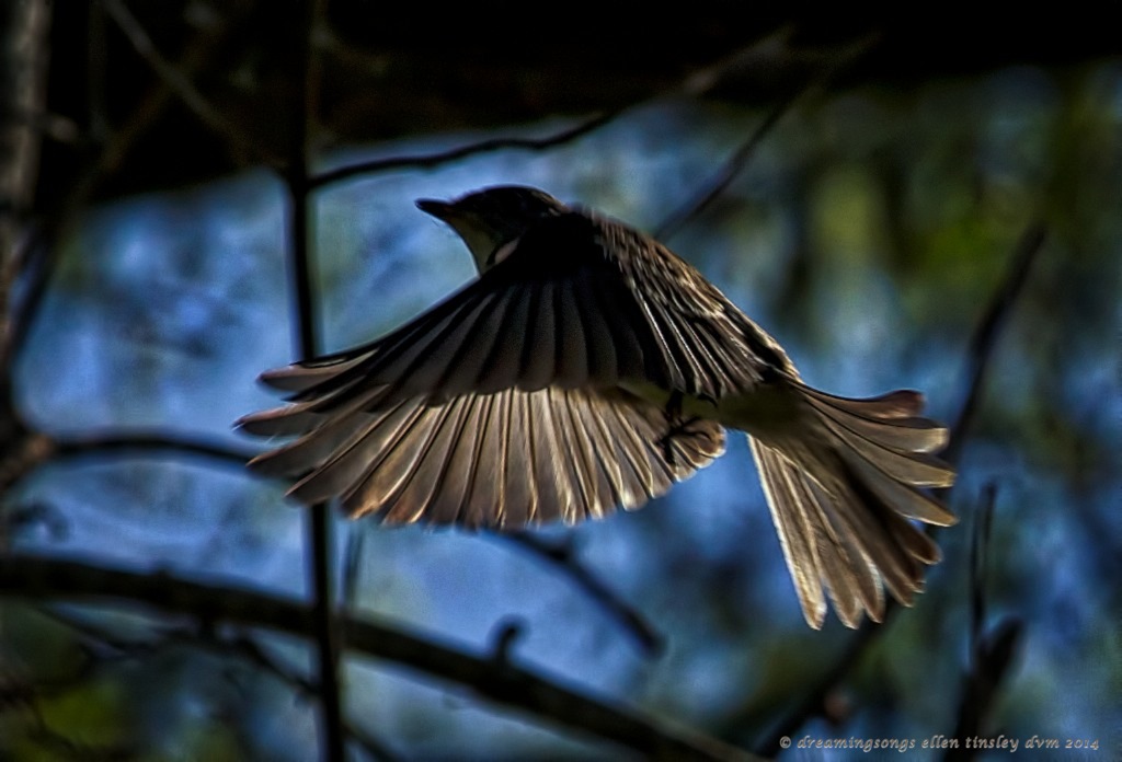_RK_3349 shadows bird 2014