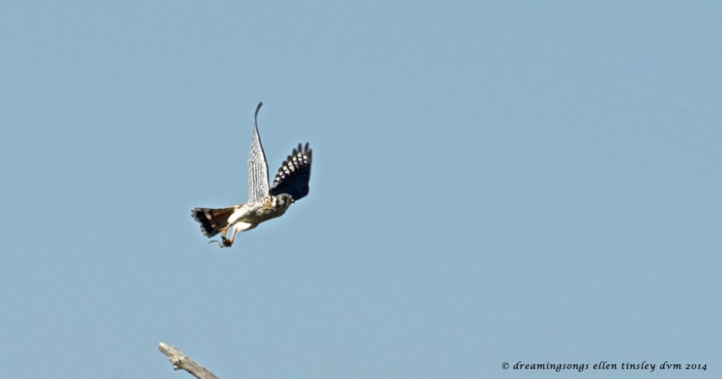 _RK_3375 kestrel and frog 2014
