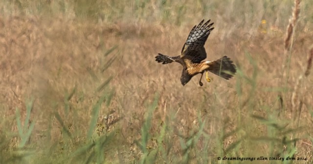 _RK_3424 northern harrier dive 2014