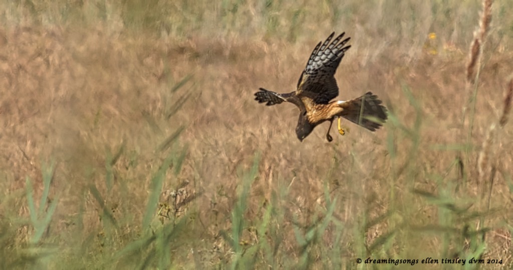 _RK_3424 northern harrier dive 2014