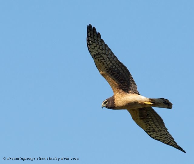 _RK_3433 northern harrier female flight sm 2014