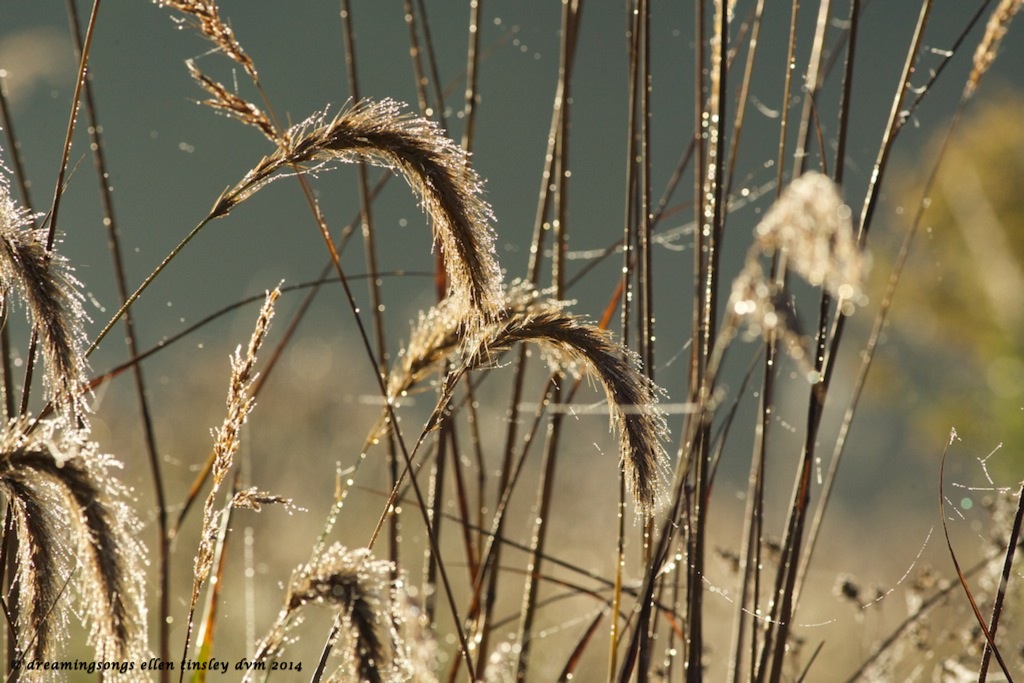 _RK_3624 grass foxtails dawn 2014