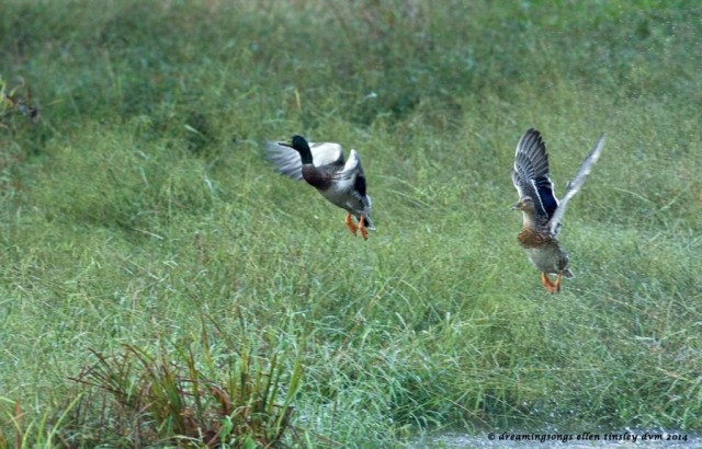 _RK_3752 mallard pair leave swamp 2014