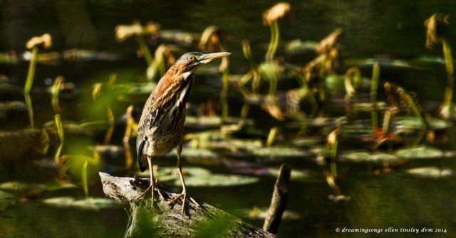 _RK_3803 green heron Yates Mill 2014 (1)
