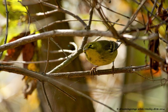 _RK_4116 pine warbler 2014