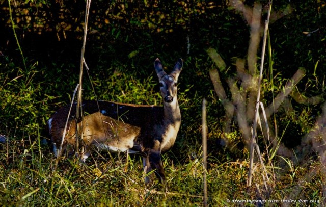 _RK_4318 young spotted doe2014