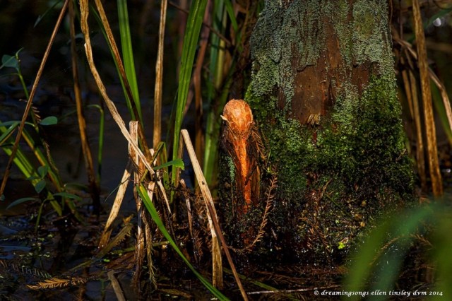 _RK_4686 cypress gnome med2014