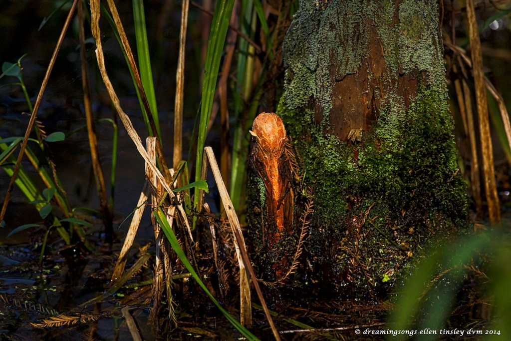 _RK_4686 cypress gnome med2014