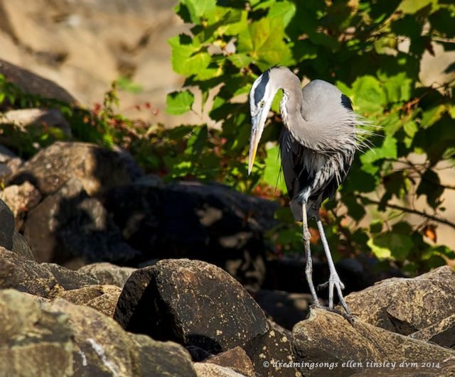 _RK_5147 Stumpy 7 years 2013