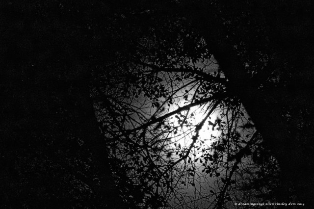 AV2O0021 autumn mystery moon 2014