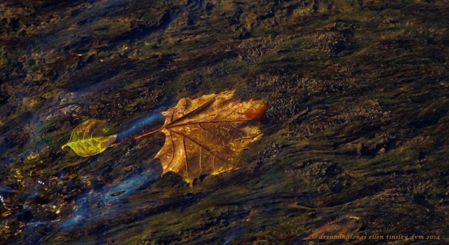 IMG_2875 infinite flow 2014 (1)