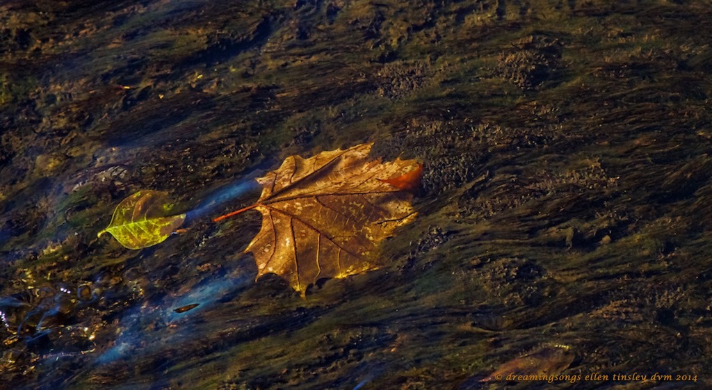 IMG_2875 infinite flow 2014 (1)