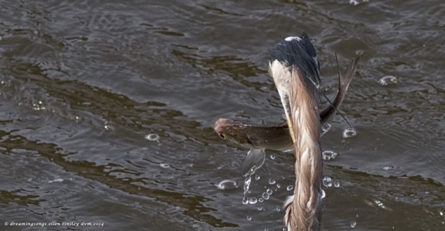 IMG_3061 diff point view 2014