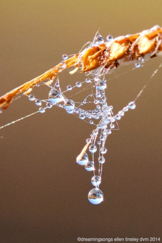 IMG_3450 dew and backside Jordan dam 2014_1