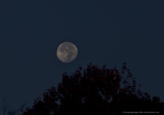 WALK0042 moon and autumn leaves 2014