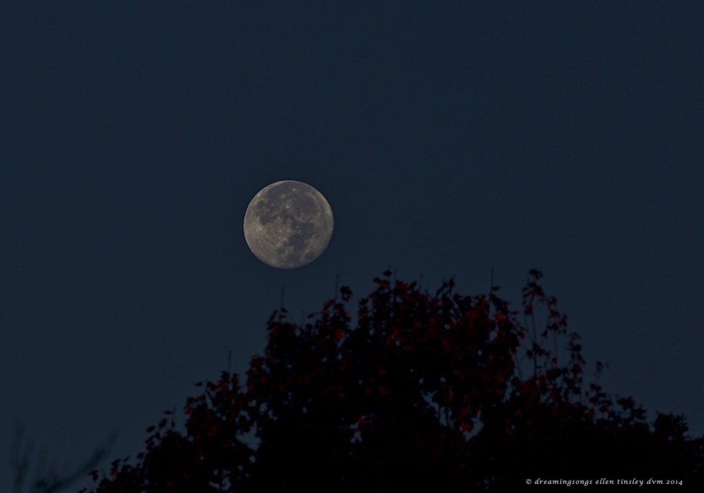 WALK0042 moon and autumn leaves 2014