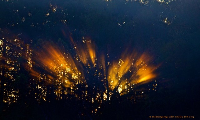 WALK0054 dawn flames 2014