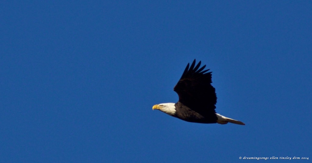 WALK0122 eagle face no challenge 2014
