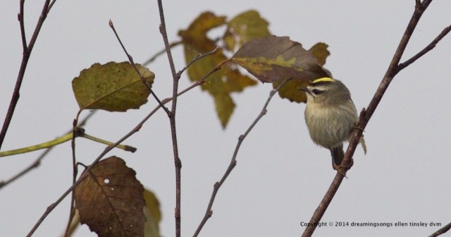 WALK0507 golden crown kinglet 2014