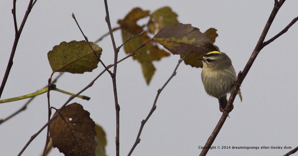 WALK0507 golden crown kinglet 2014