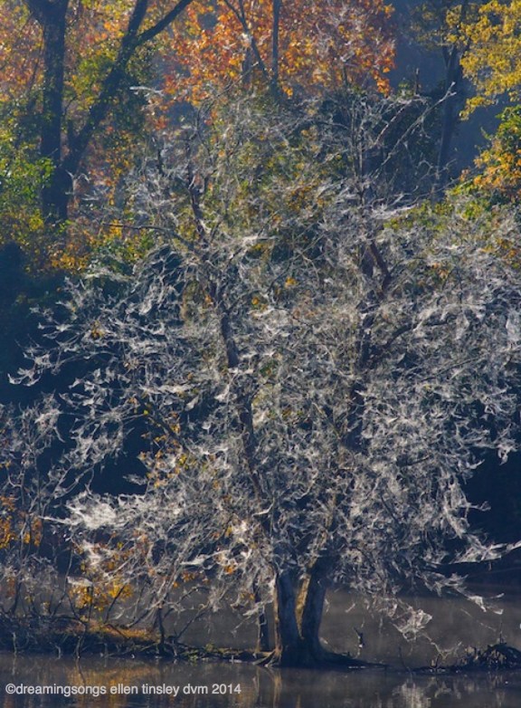 WALK0552 tree of spider life org smallest 2014_1