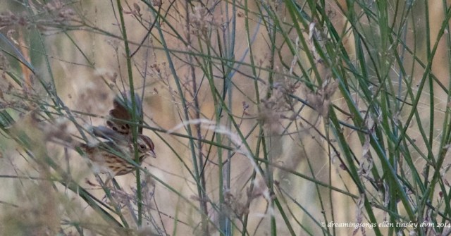 WALK0713 pastel fall sparrow 2014