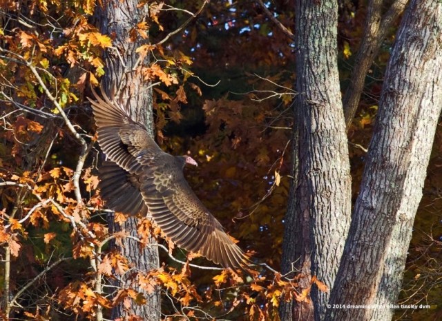 WALK0736 autumn vulture 2014