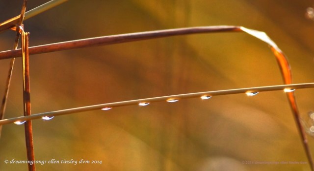 WALK0867 brass and dew 2014_1
