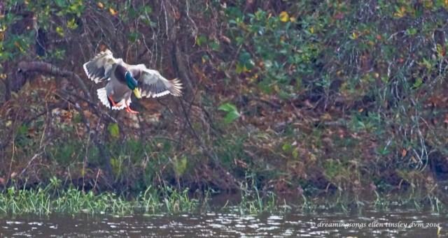 WALK1010 mallard into pond 2014