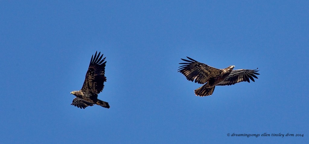 WALK1339 two immature eagles soaring 2014