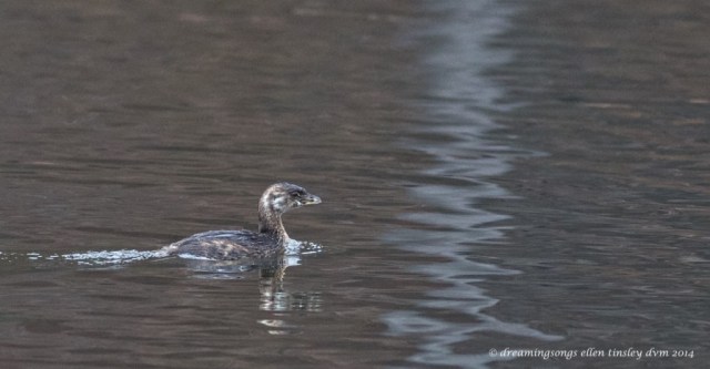 WALK1452 immature grebe 2014