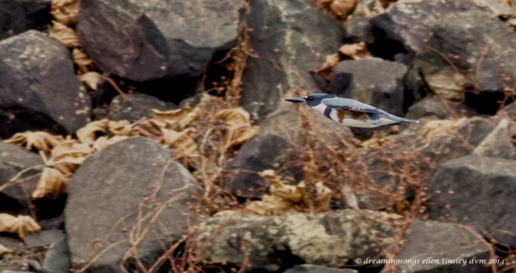 WALK1471 kingfisher heading for dam 2014