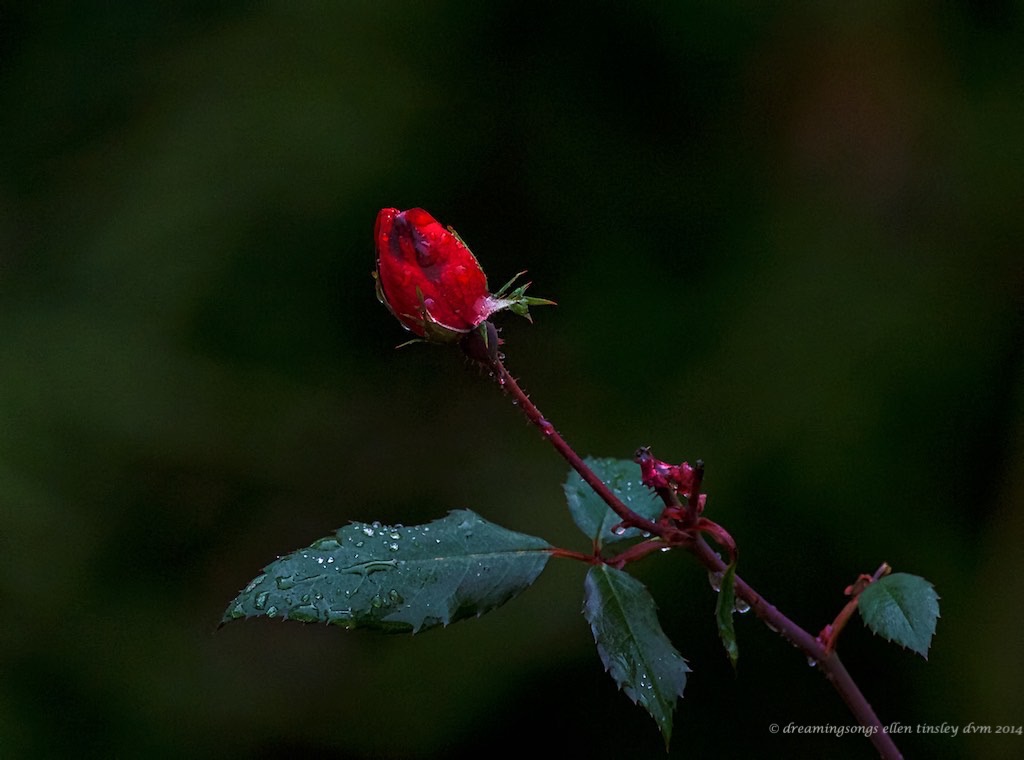 WALK1576 red autumn rose 2014